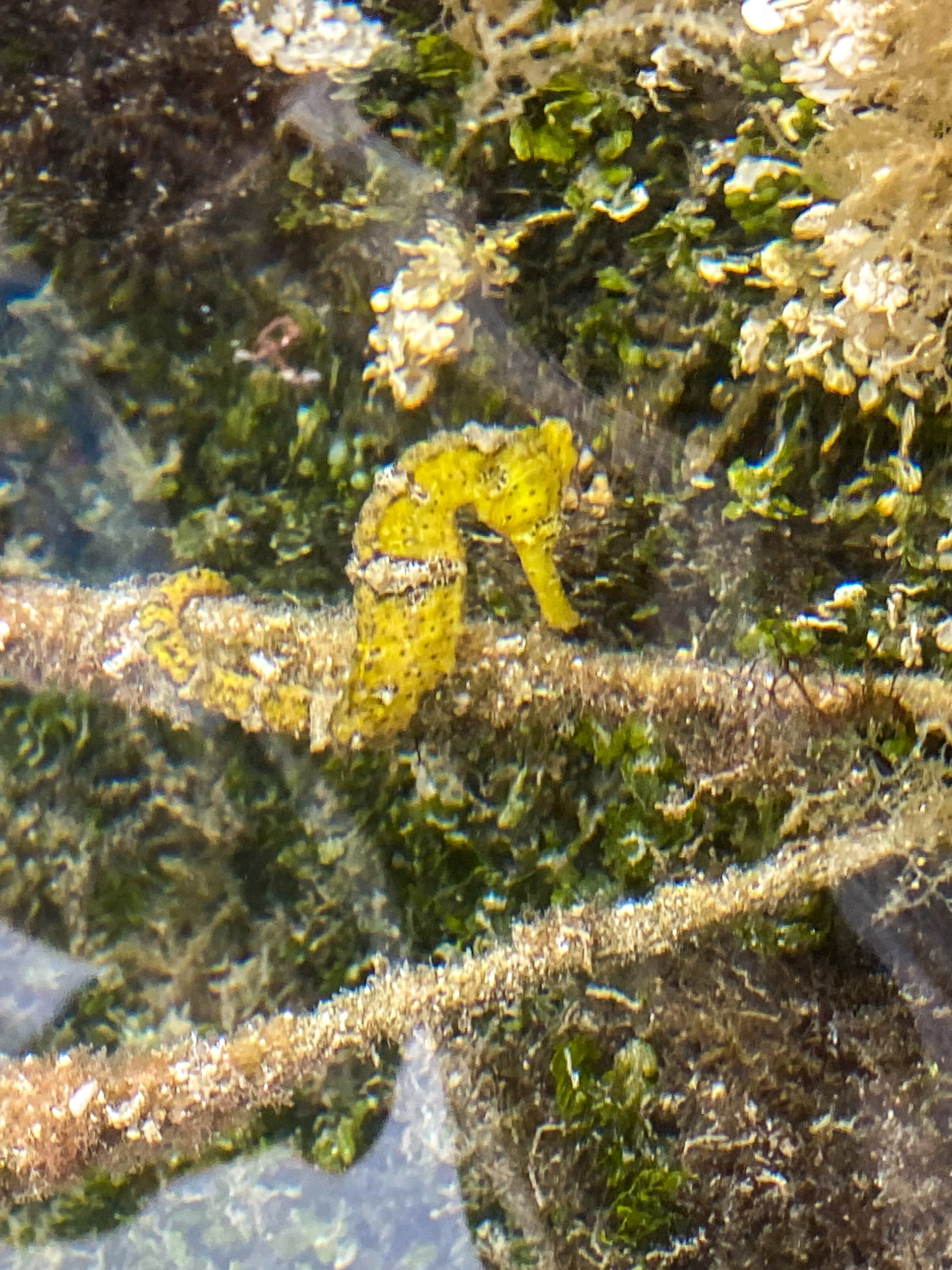 Goldeneye fish, Caye Caulker, Belize Golden Eye Caye