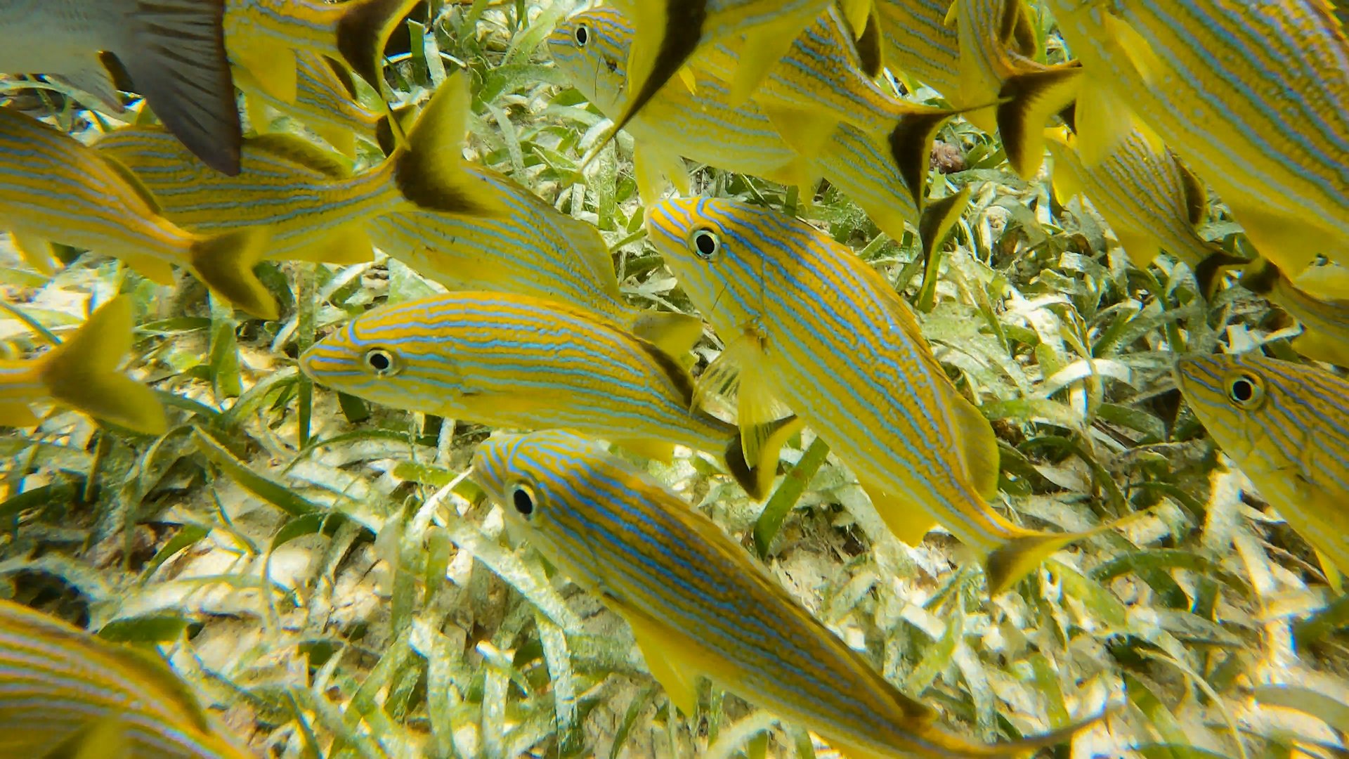 Goldeneye fish, Caye Caulker, Belize Golden Eye Caye