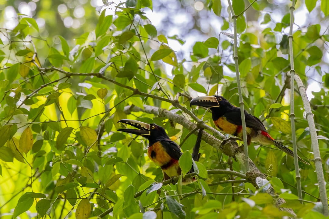 Curi-Cancha Reserve: The Best Spot for Birdwatching in Costa Rica | The ...