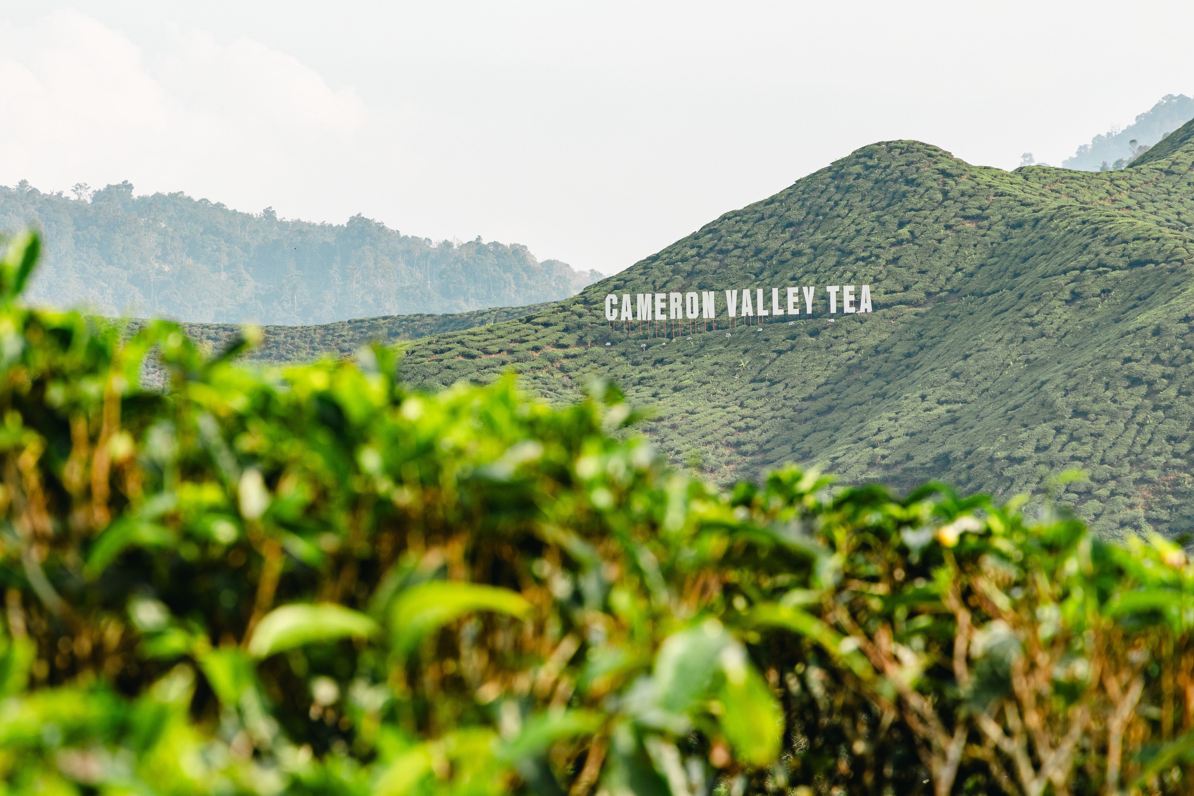tea plantation tour cameron highlands