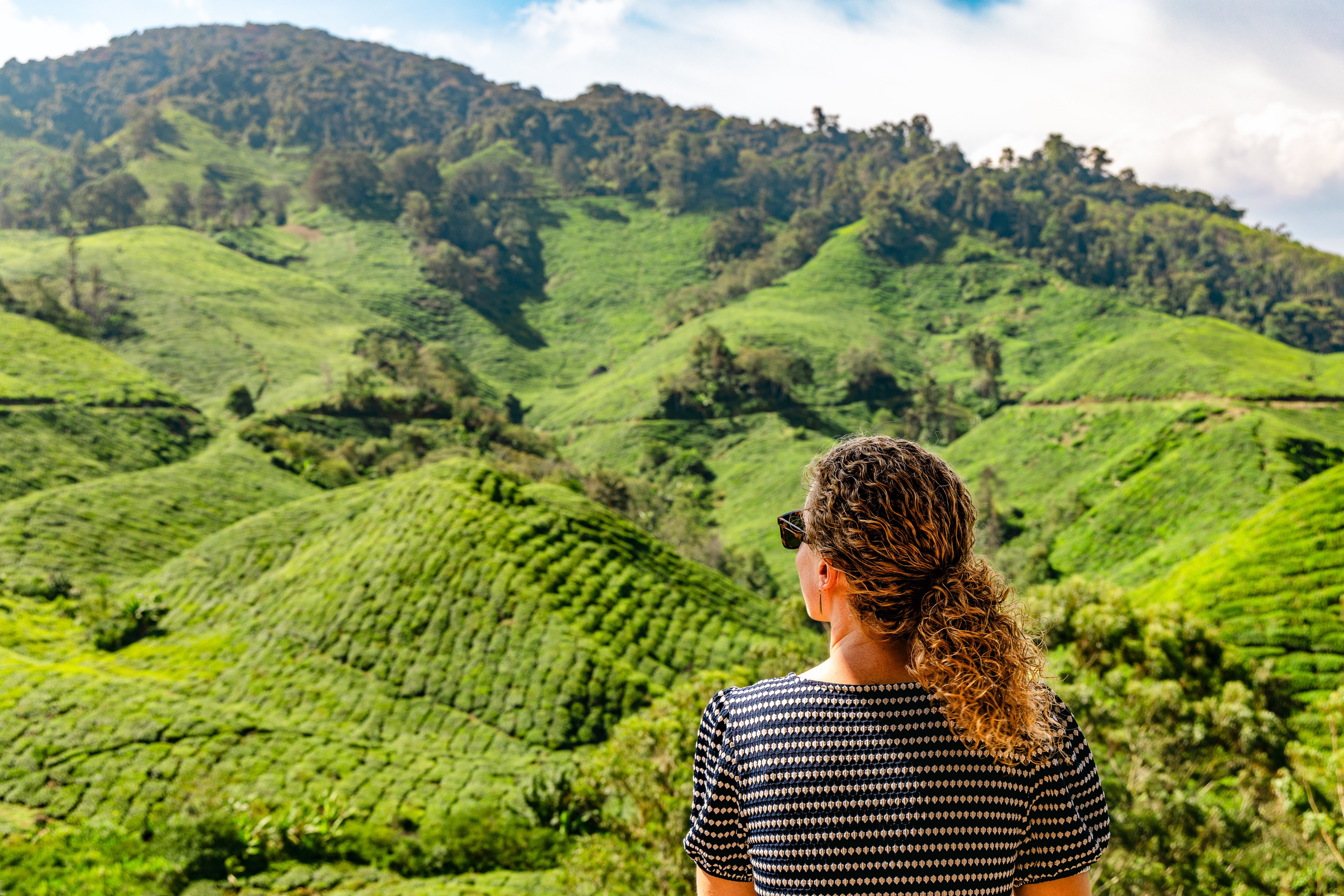 Featured photo of post Cameron Highlands, Malaysia: Tea Plantations and Gigantic Rafflesias