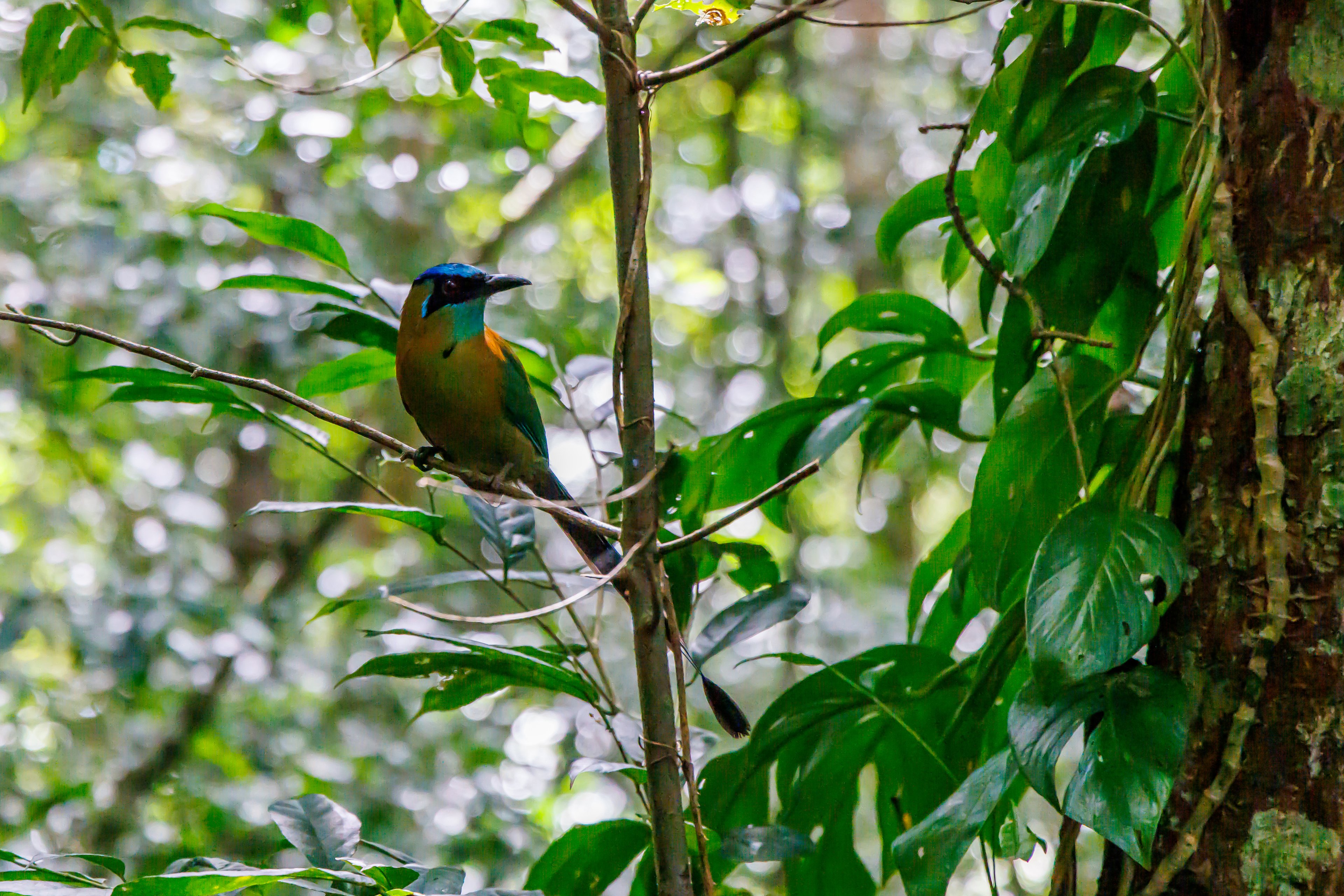 Featured photo of post Curi-Cancha Reserve: The Best Spot for Birdwatching in Costa Rica