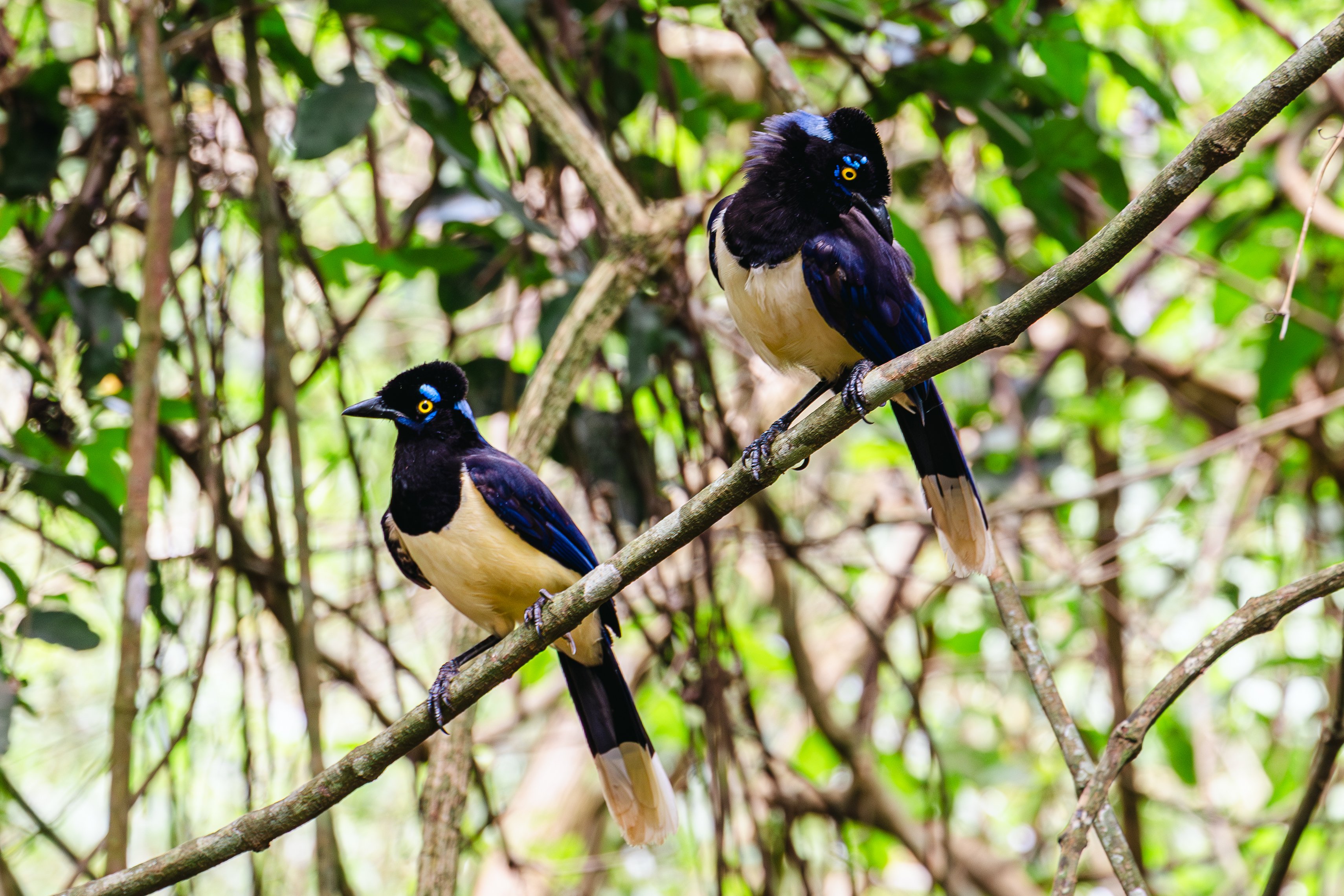 Featured photo of post Mbaracayú Lodge: The Atlantic Forest of Paraguay