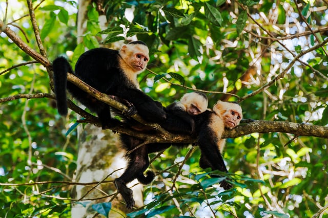 Featured photo of related post Manuel Antonio National Park: Monkey See, Monkey Do