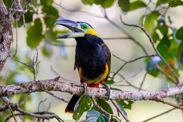 Featured photo of related post Review of Alta Sanctuary - Madre de Dios, Perú