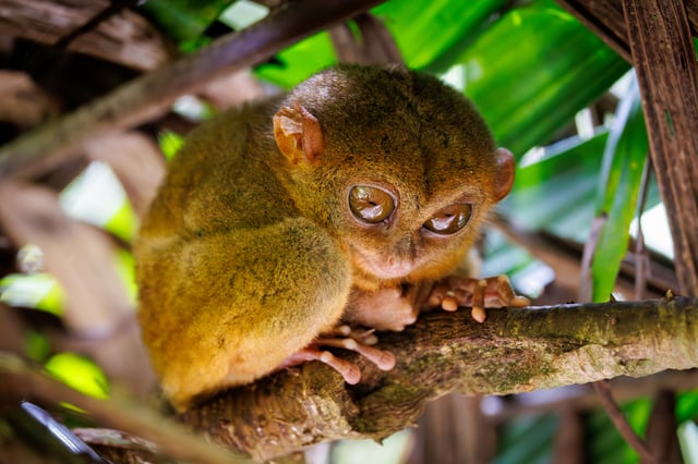 Featured photo of related post Central Philippines: Island Adventures and Exotic Wildlife