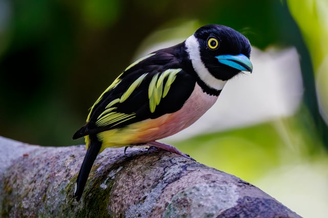 Featured photo of related post Rainforest Discovery Centre: Birdwatching in Borneo