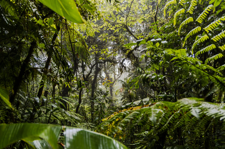 Santa Elena Cloud Forest Reserve: An Enchanting Wonderland | The Spunky ...