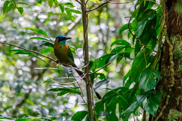 Featured photo of related post Curi-Cancha Reserve: The Best Spot for Birdwatching in Costa Rica